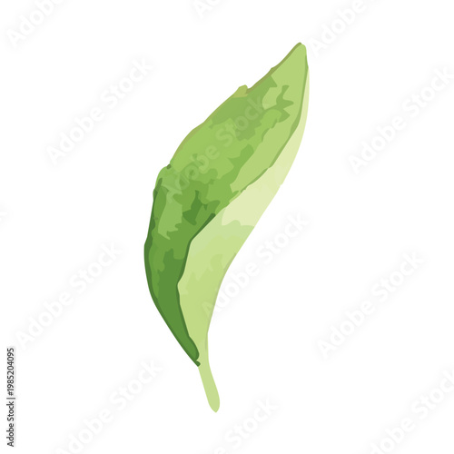Watercolor-style fresh green tea leaves illustration, organic herbal tea loose leaves ／ 水彩茶葉