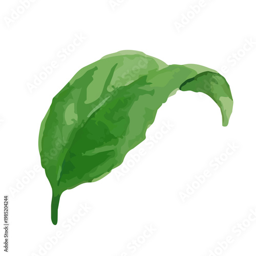 Watercolor-style fresh green tea leaves illustration, organic herbal tea loose leaves ／ 水彩茶葉