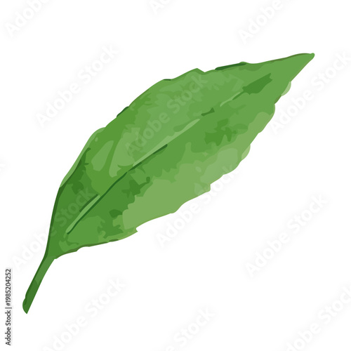 Watercolor-style fresh green tea leaves illustration, organic herbal tea loose leaves ／ 水彩茶葉