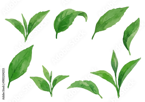 Watercolor-style fresh green tea leaves illustration, organic herbal tea loose leaves ／ 水彩茶葉