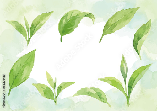 Watercolor-style fresh green tea leaves illustration, organic herbal tea loose leaves ／ 水彩茶葉