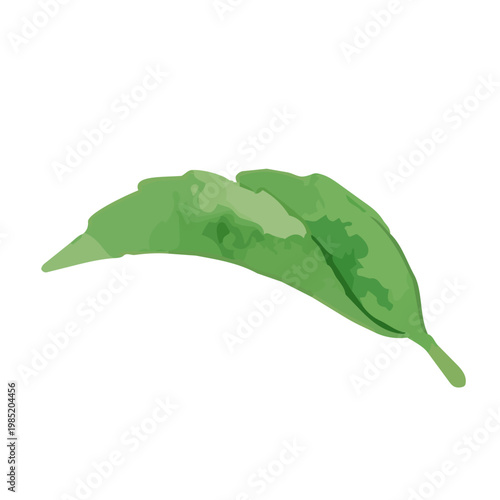 Watercolor-style fresh green tea leaves illustration, organic herbal tea loose leaves ／ 水彩茶葉