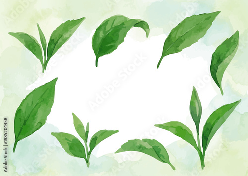 Watercolor-style fresh green tea leaves illustration, organic herbal tea loose leaves ／ 水彩茶葉