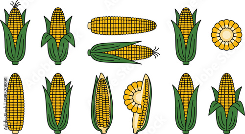 Flat Vector Illustration of Yellow Corn Cobs in Various Stages of Husk and Kernels for Agricultural, Farming, and Food Design