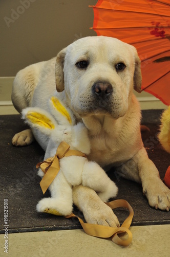 Golden sharpei cross puppy and his toys
