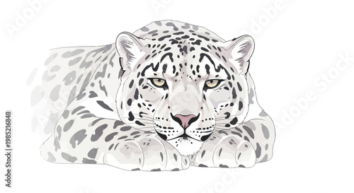 Snow Leopard Portrait, Majestic Wild Cat Lying Down, Fierce Eyes, White Fur with Spots