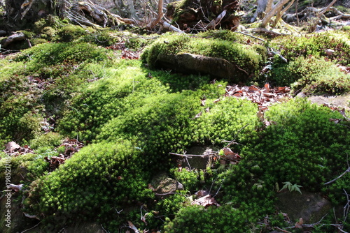 深緑の小沼（赤城）の風景。苔むす岩。