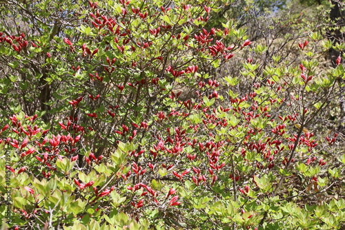 深緑の小沼（赤城）の風景。蕾膨らむツツジ。