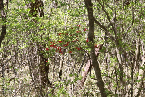 深緑の小沼（赤城）の風景。森の中に咲くツツジ。