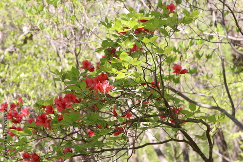 深緑の小沼（赤城）の風景。森の中のツツジ。