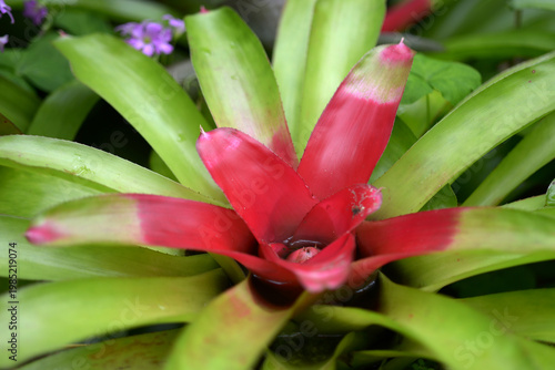 エクメア・ハルトニィ