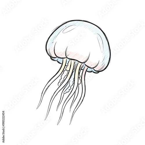 Hand-drawn illustration of a jellyfish with flowing tentacles, isolated on white background.