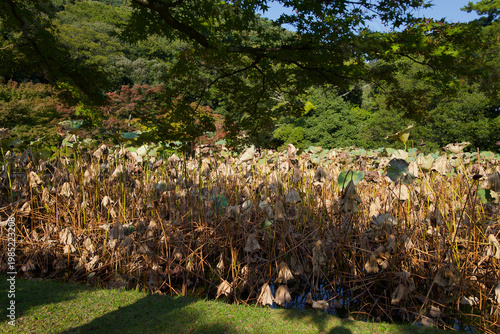 Принти на полотні Artistic autumn landscape of withered lotus field and lush green hills in a Japanese garden, reminiscent of post-impressionist painting