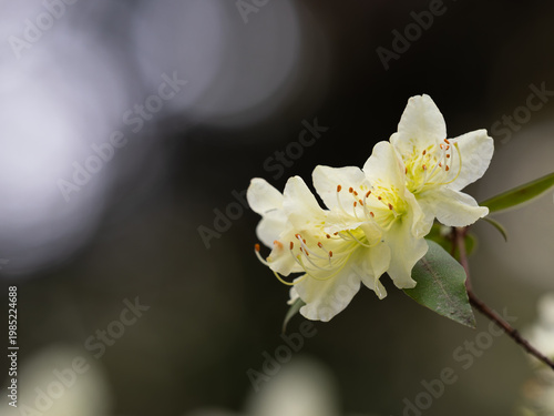 淡い黄色のヒカゲツツジ