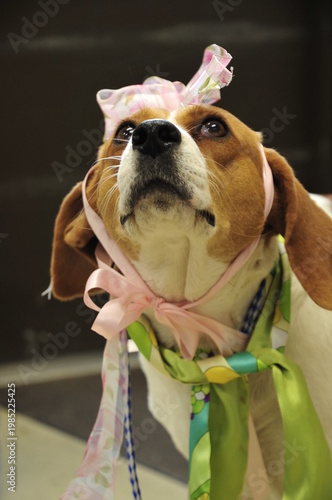 Shelter dog in her Easter finest looing for a great home
