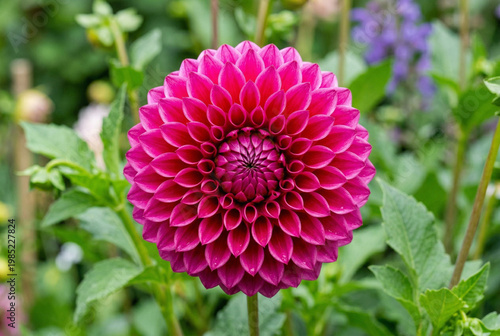 plant Flower