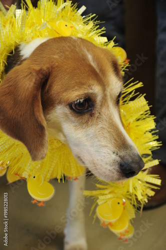 Shelter dog dressed up for Easter