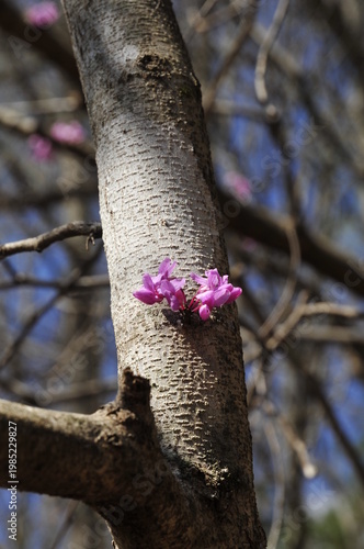 Red bud buds on tree trunk