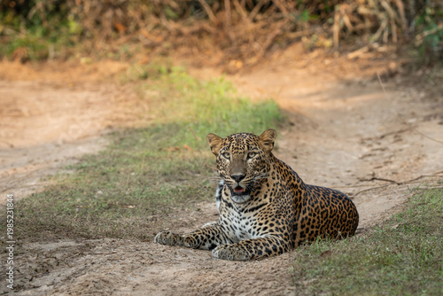 Leopard %28Panthera pardus%29 resting on the ground 