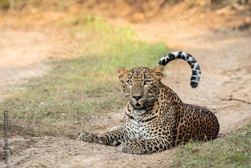 Leopard %28Panthera pardus%29 resting on the ground 