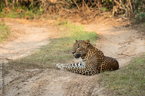 Leopard %28Panthera pardus%29 resting on the ground 