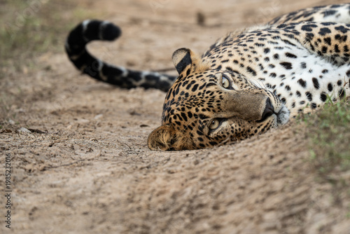 Leopard %28Panthera pardus%29 resting on the ground 