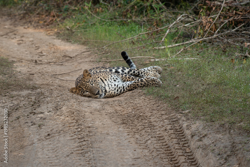 Leopard %28Panthera pardus%29 resting on the ground 