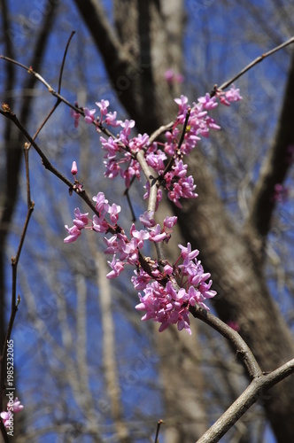 Redbud tree in the spring