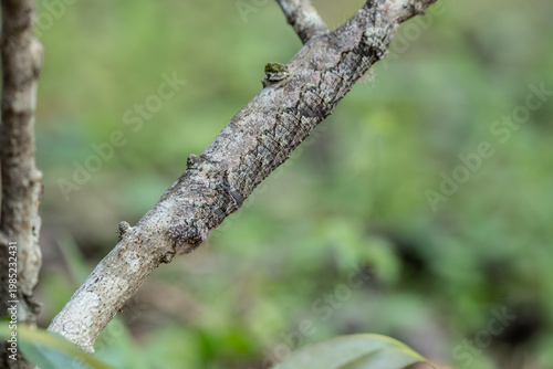 A close up of a hairy caterpillar walking across a stick.