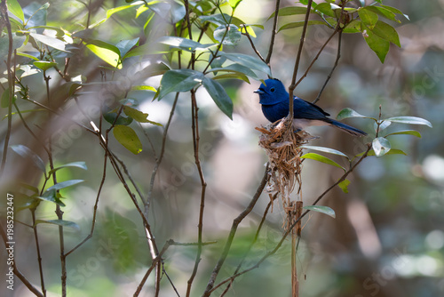 The Black-naped Monarch or Black-naped Blue Flycatcher (Hypothymis azurea) on his nest