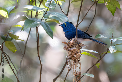 The Black-naped Monarch or Black-naped Blue Flycatcher (Hypothymis azurea) on his nest