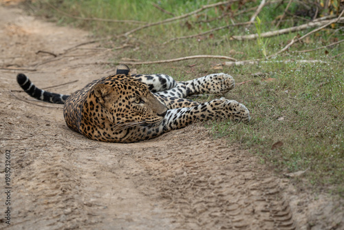 Leopard %28Panthera pardus%29 resting on the ground 