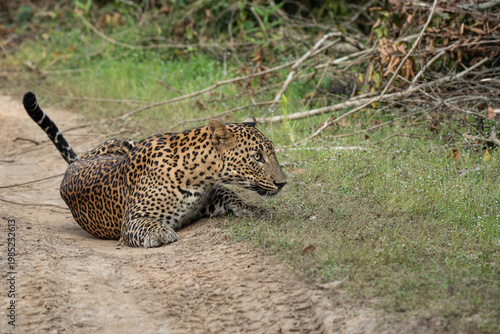Leopard %28Panthera pardus%29 resting on the ground 