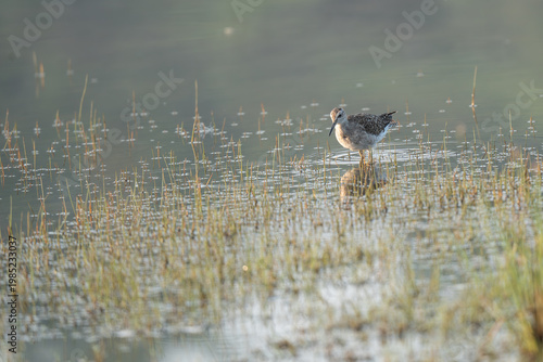 Wood sandpiper bird. Nature background.