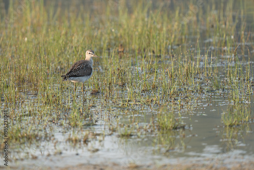 Wood sandpiper bird. Nature background.