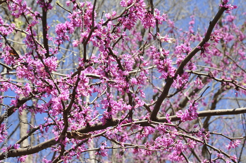 Pink  explosion on redbud tree 