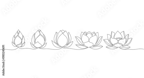 Lotus Flower Growth Stages Continuous Line Drawing