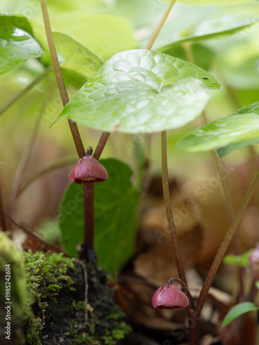 葉の下に咲く双葉葵の花