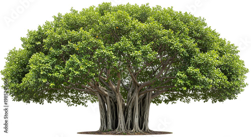 tree isolated on p[ng background