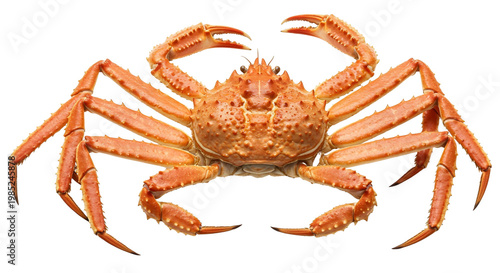 crab isolated on png background