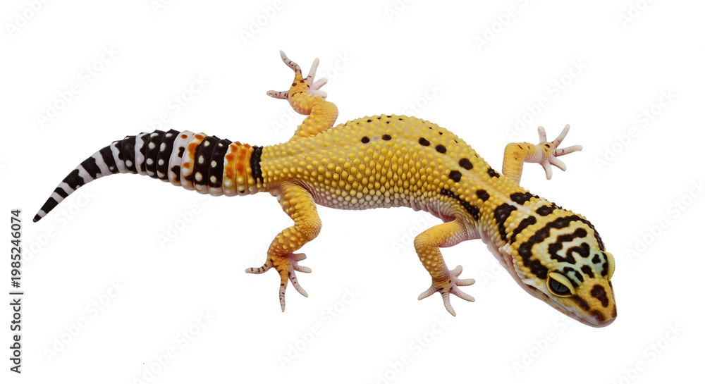 Fototapeta premium gecko on a png background