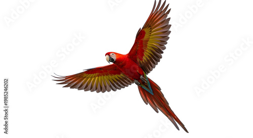 png winged macaw