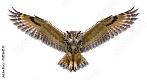 golden eagle isolated on png