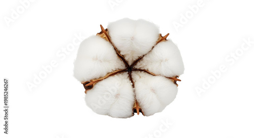 cotton swabs isolated on Png background
