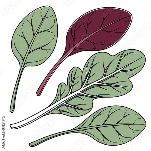 spinach vector