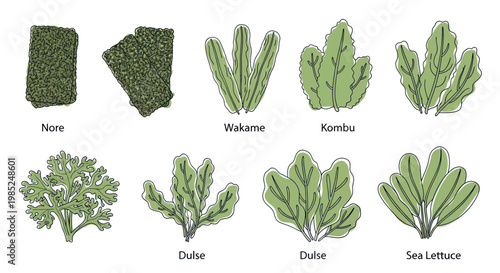 Edible Seaweed Assortment: Nori, Wakame, Kombu, Dulse, Sea Lettuce