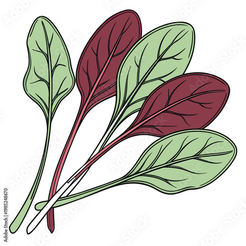 spinach colorful on white background