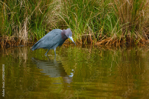 Little Blue Heron (Egretta caerulea) wading through water, hunting for fish