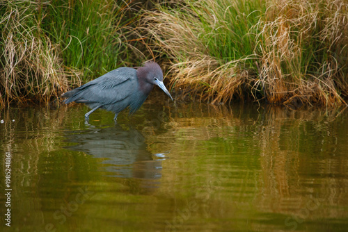 Little Blue Heron (Egretta caerulea) wading through water, hunting for fish