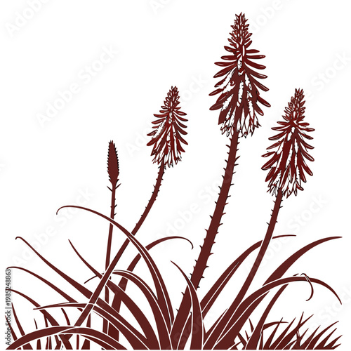 red hot poker silhouette on white background
